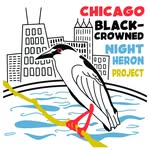 Chicago Black-crowned Night Heron Project banner