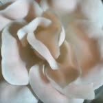elene_passa banner